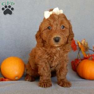 Maple, Mini Goldendoodle Puppy